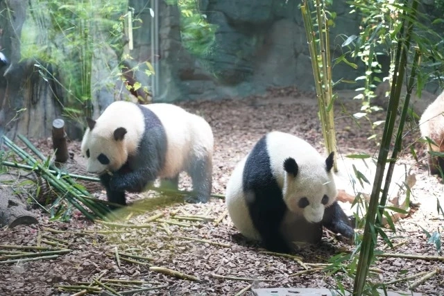 Chengdu Panda Valle: El reino secreto de la liberación salvaje de Pandas gigantes y el País de las Maravillas Naturales del Alto Cañón de la Montaña