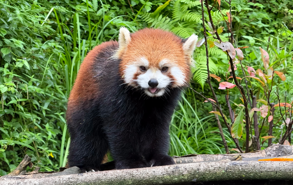 Chengdu Panda Valle: El reino secreto de la liberación salvaje de Pandas gigantes y el País de las Maravillas Naturales del Alto Cañón de la Montaña-3