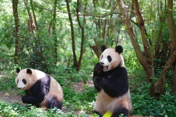 Chengdu Panda Valle: El reino secreto de la liberación salvaje de Pandas gigantes y el País de las Maravillas Naturales del Alto Cañón de la Montaña-4