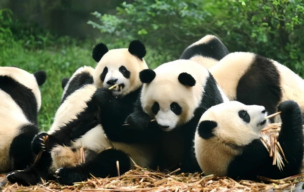 Chengdu Research Base of Giant Panda Breeding: A Celebration of Life from Research Cradle to National Treasure Paradise