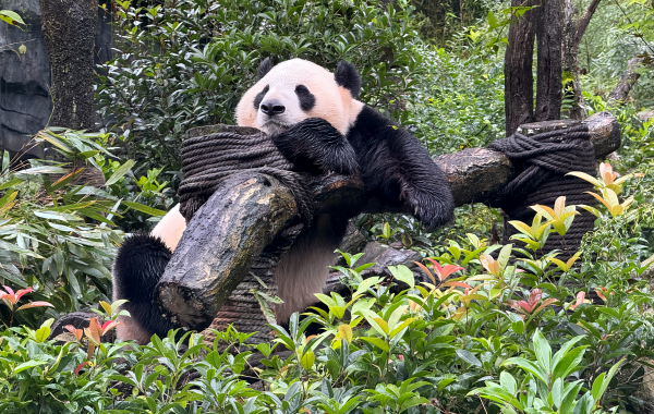 Chengdu Research Base de Panda gigante Reproducción: Celebración de la Vida desde la Cuna de Investigación hasta el Paraíso del Tesoro Nacional-2