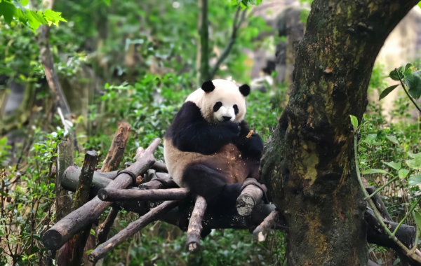 Chengdu Research Base de Panda gigante Reproducción: Celebración de la Vida desde la Cuna de Investigación hasta el Paraíso del Tesoro Nacional-3