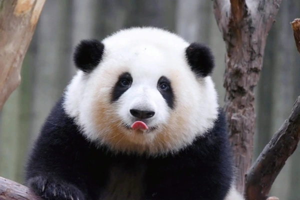 Chengdu Research Base de Panda gigante Reproducción: Celebración de la Vida desde la Cuna de Investigación hasta el Paraíso del Tesoro Nacional-4