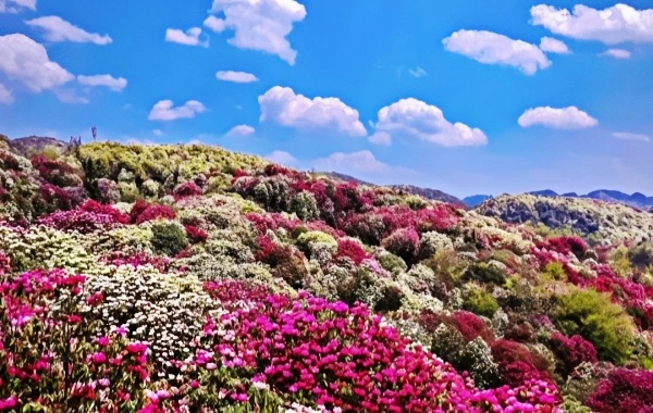 Baili Rhododendron: A Journey to the World Garden on the Earth's Color Belt and Highland Flower Sea Wonderland-3