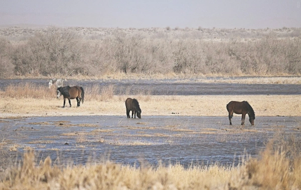 Yumenguan Pass: Un viaje a través de dos mil años de poesía y vigilancia frontal-3