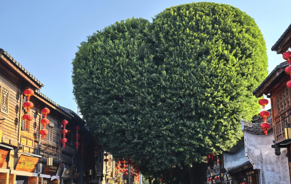 Three Lanes and Seven Alleys:A Living Museum of Half of Modern Chinese History-4