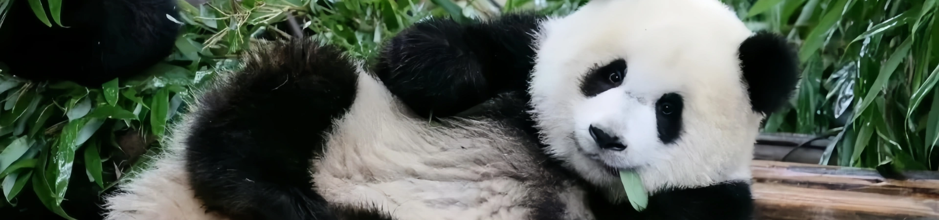 Discover China's Top Zoos with Viral Animal Stars: A Traveler's Guide