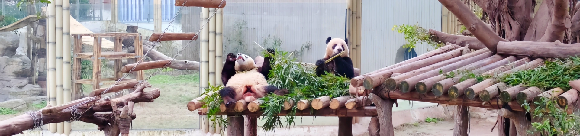 Zoológico de Chongqing