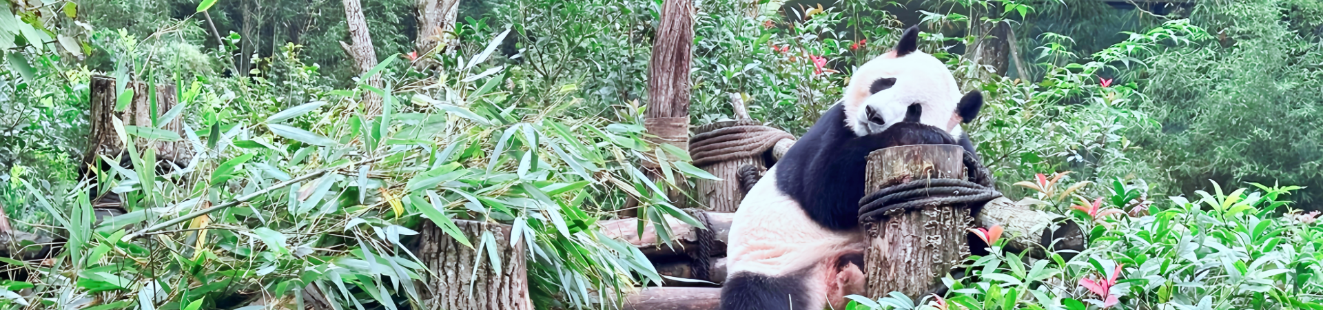 Savor the Spice: A Culinary Journey Through Sichuan’s Most Iconic Dishes