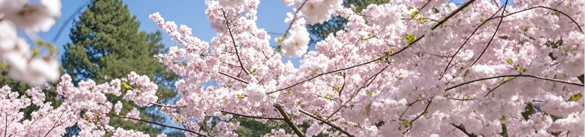 The Ultimate Guide to the Best Time to Visit Yunnan: Diverse Landscapes & Cultural Riches Await