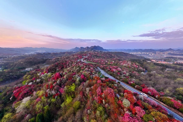 Baili Rhododendron: A Journey to the World Garden on the Earth's Color Belt and Highland Flower Sea Wonderland