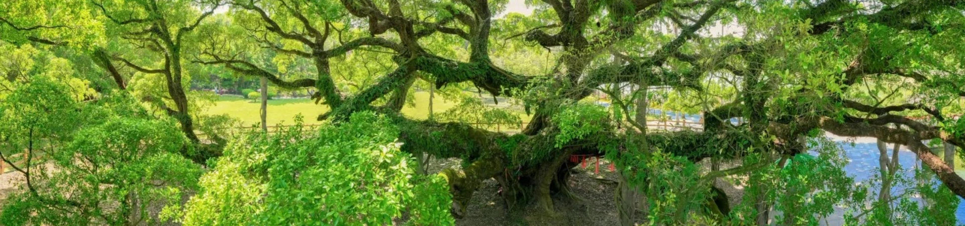 Parque Forestal Nacional Fuzhou