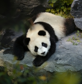 Panda and Kungfu Tour