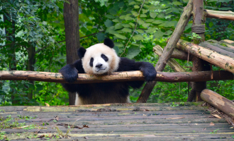 Day 9: Chengdu Departure