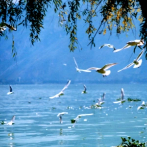 7 Days Kunming Lijiang Dali Chengdu Cultural Discovery Tour